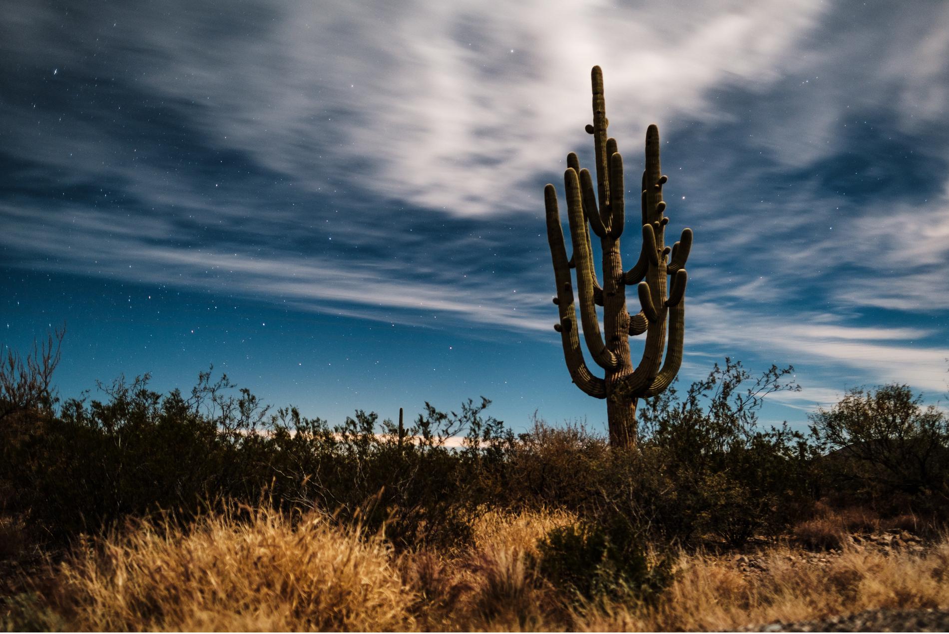 Top 10 Things To Do in Tucson